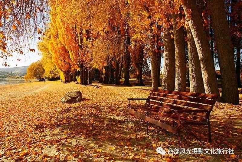 梦想的后院